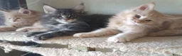 Maine Coon cats for sale: Stunning health tested, tica reg kittens 😍 - Advert 4