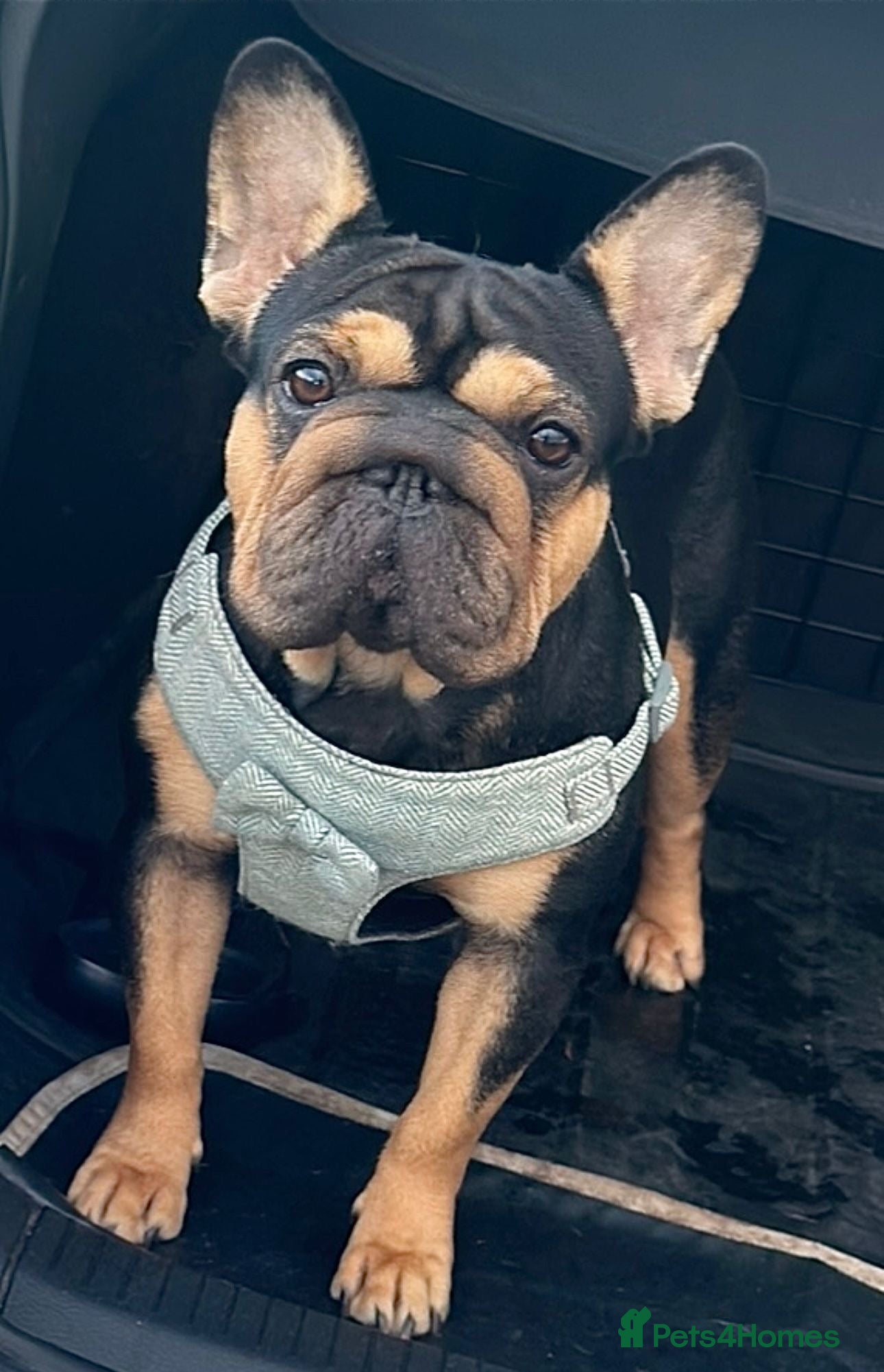 French Bulldog dogs French bulldog pups  - Advert 14