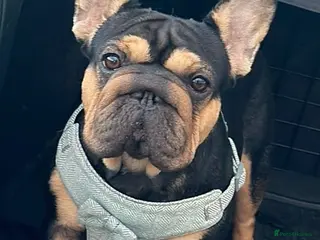 French Bulldog dogs French bulldog pups - Advert 14