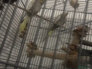 Cockatiels birds Cocktails - Advert 1