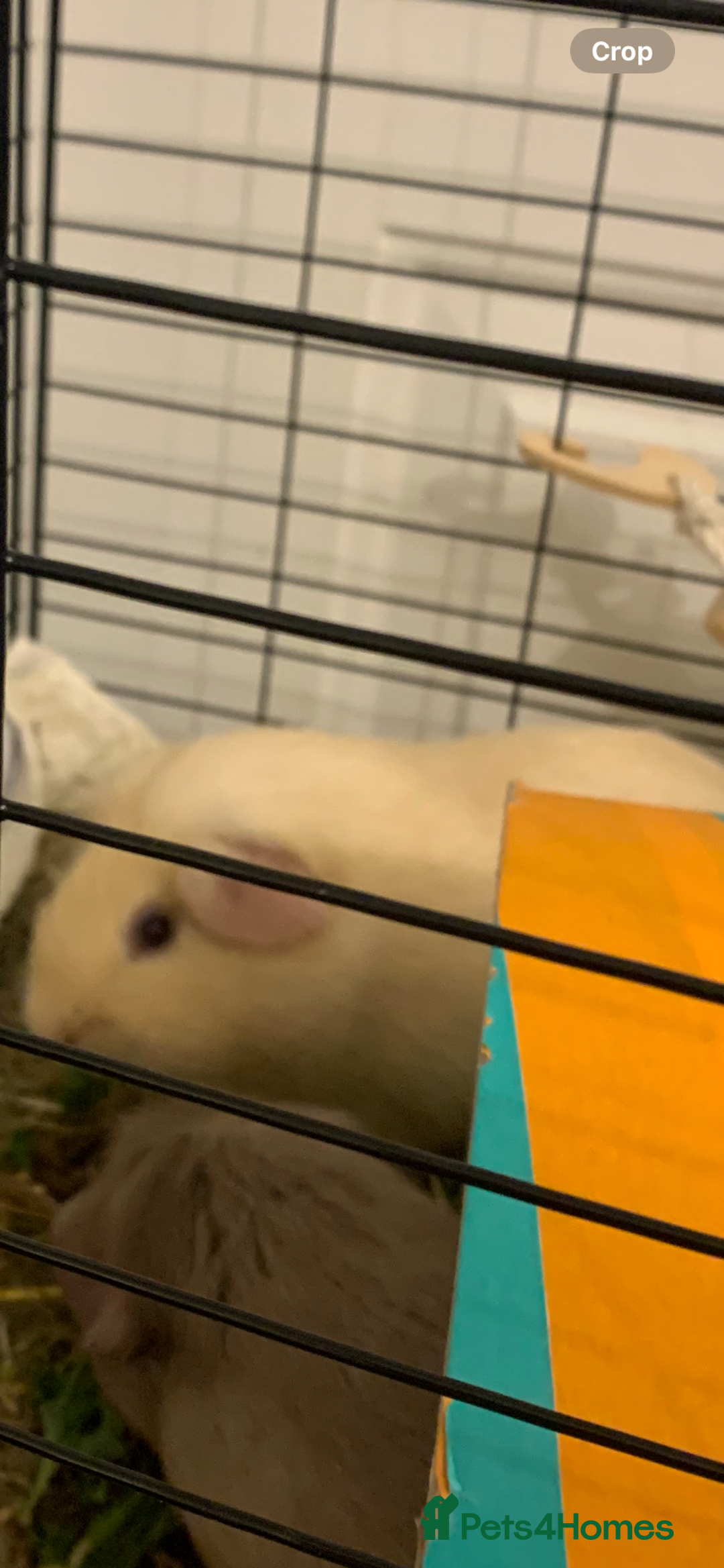 Guinea Pig rodents for sale: Male cream Guinea pig - Advert 3