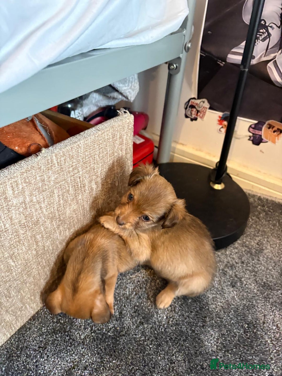 Mixed Breed dogs for sale: chihuahua mixed breed - Advert 33