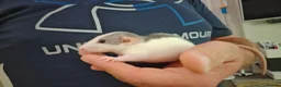 Rat rodents for sale: READY NOW! Updated. Gorgeous fancy dumbo rats - Advert 7