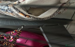 Rat rodents for sale: 2 female rats - Image 1