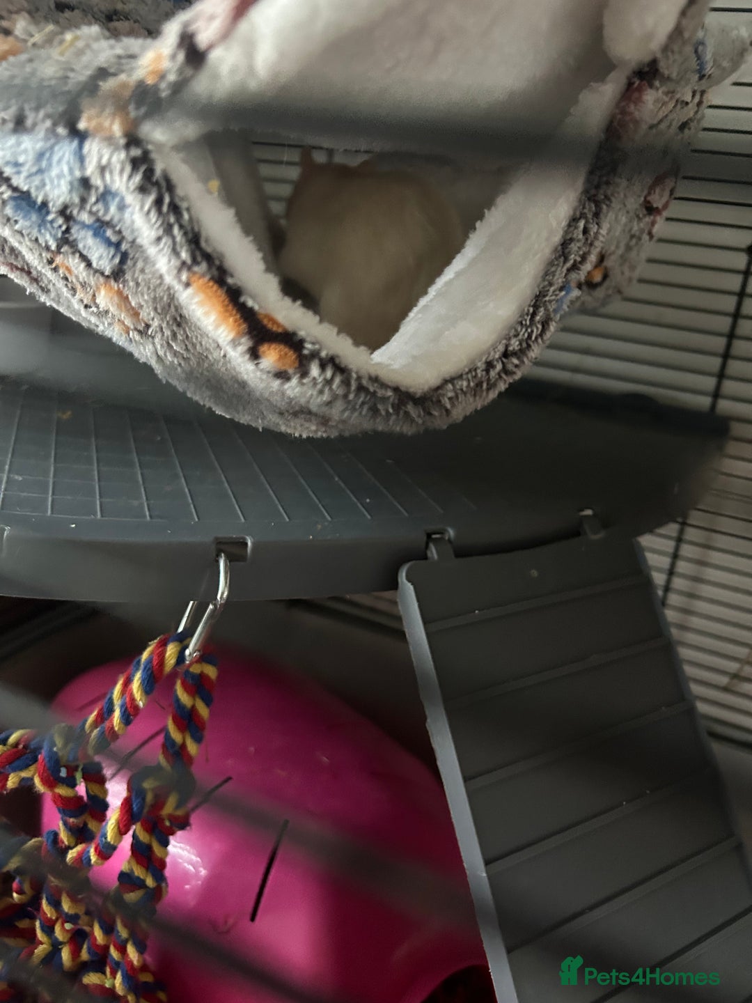 Rat rodents for sale: 2 female rats - Image 1