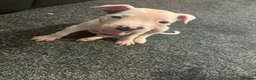 Mixed Breed dogs for sale: 2 white boy pups  in Preston - Advert 14