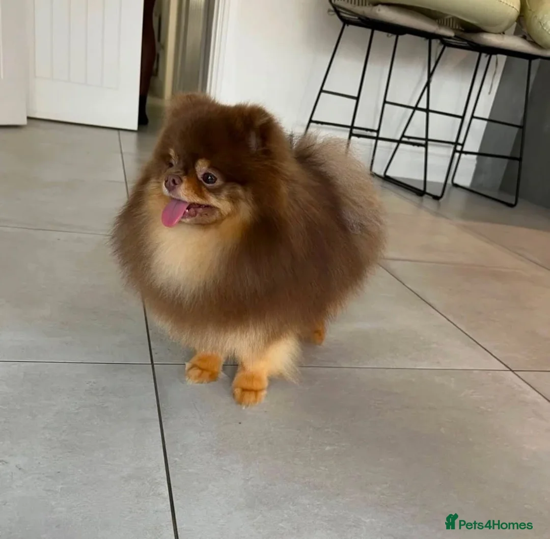 Pomeranian dogs for stud: Exceptional Choco & Tan Teddy Bear Pomeranian Stud - Advert 1