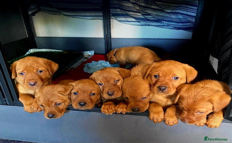 Labrador Retriever dogs - Advert 4