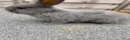 Mixed Breed rabbits for sale: Mini lop cross bunnies  - Advert 6