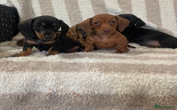 Miniature Dachshund dogs for sale: Beautiful Dachunds ready now  - Image 19