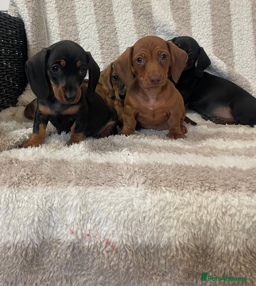 Miniature Dachshund dogs for sale: Beautiful Dachunds ready now  - Image 19