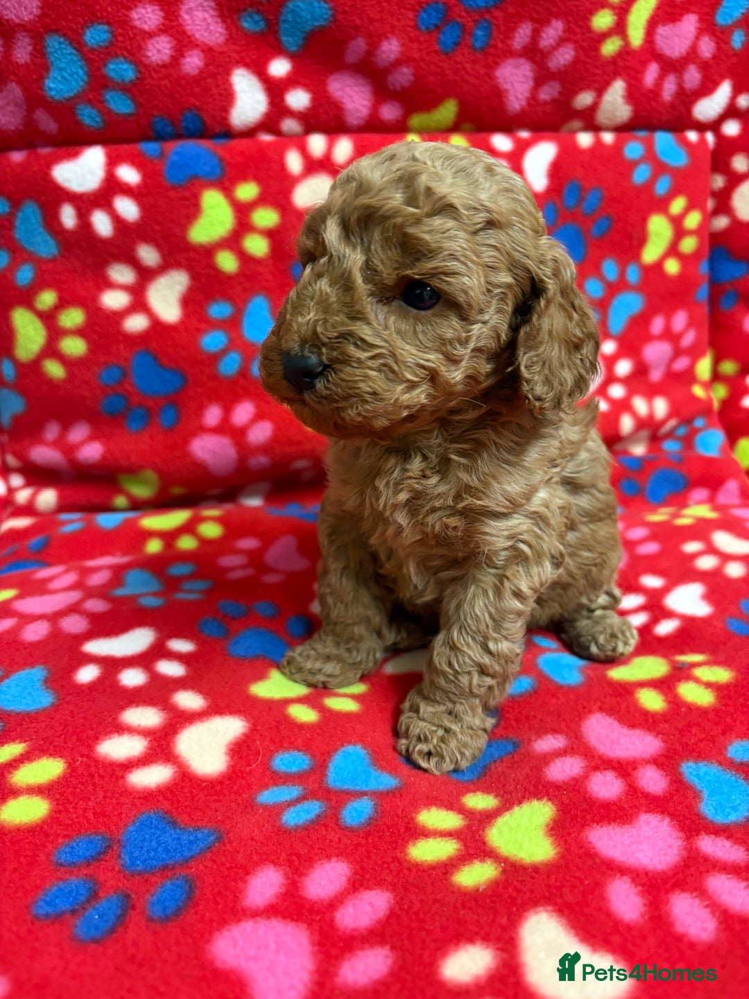 Cockapoo dogs for sale: 2 F1B cockapoo puppies 💖💙 - Advert 7