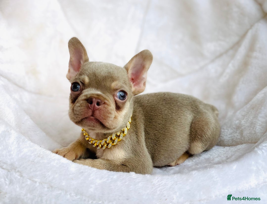 French Bulldog dogs for sale: NEWSHADE ISABELLA MALE FRENCH BULLDOGS - Image 12