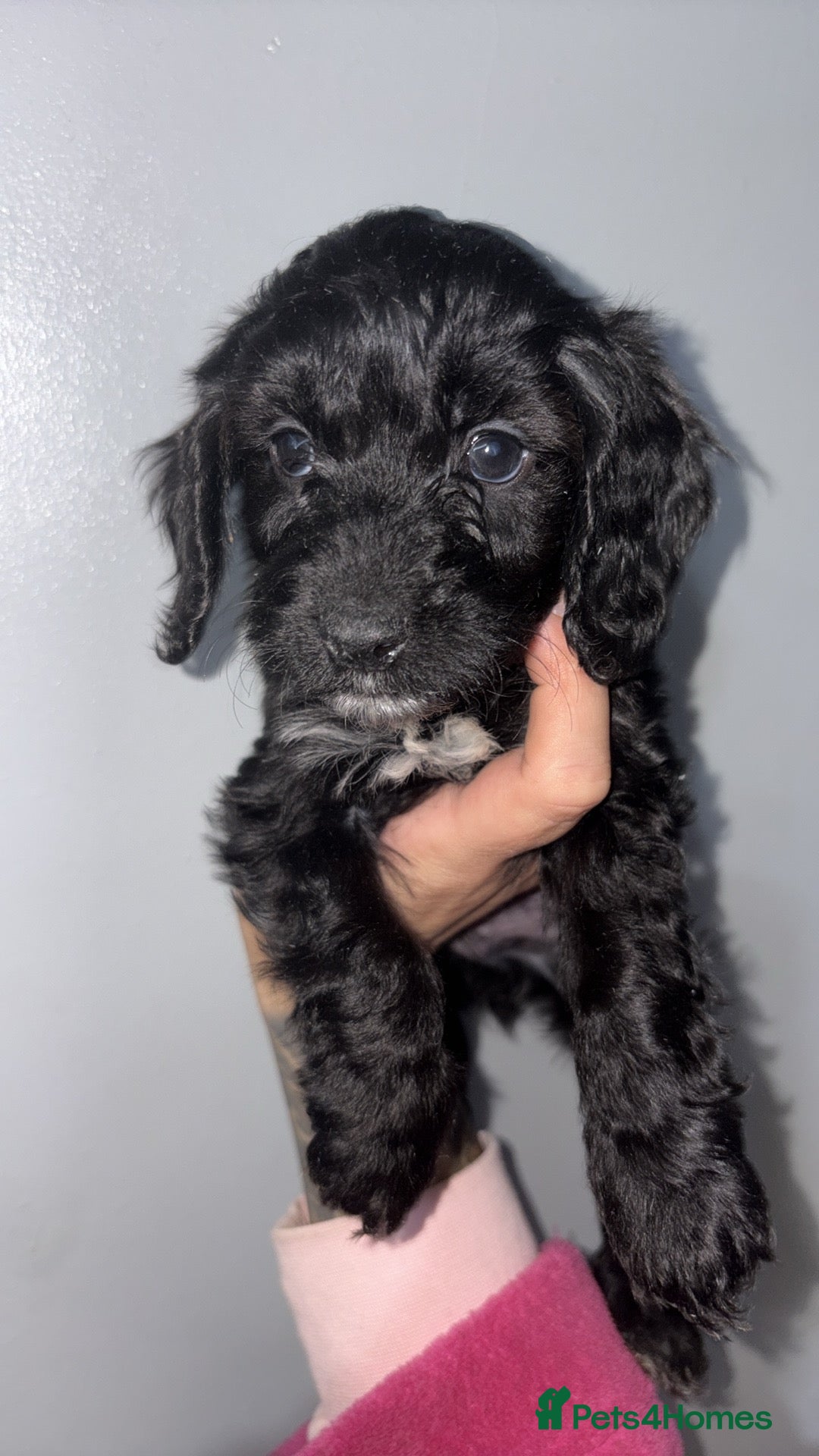 Cockapoo dogs for sale: Gorgeous cockapoo puppies  - Advert 6
