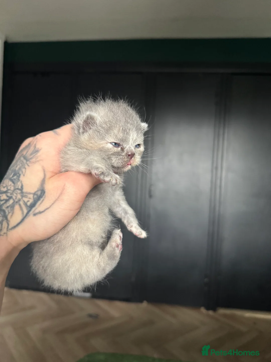 British Shorthair cats for sale: Tica reg BSH kittens  - Advert 16