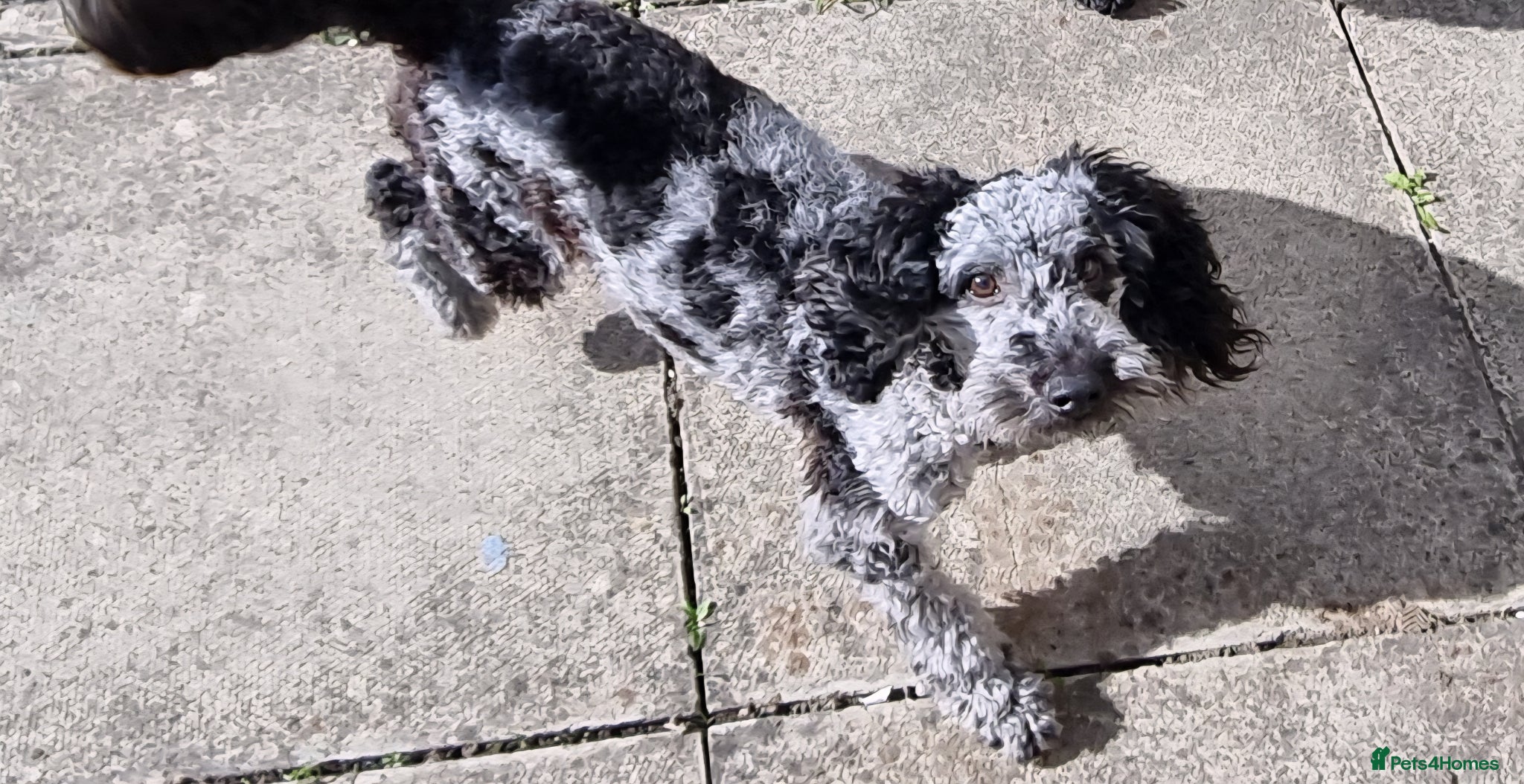 Cavapoo dogs For stud - Advert 1