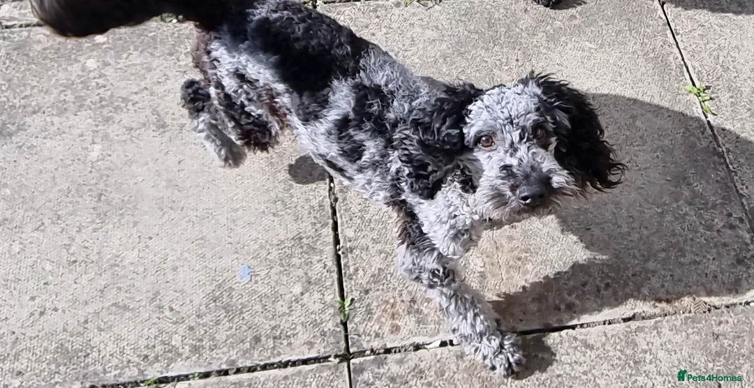 Cavapoo dogs for stud: For stud in Kirkcaldy - Advert 1