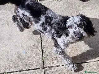 Cavapoo dogs For stud - Advert 1