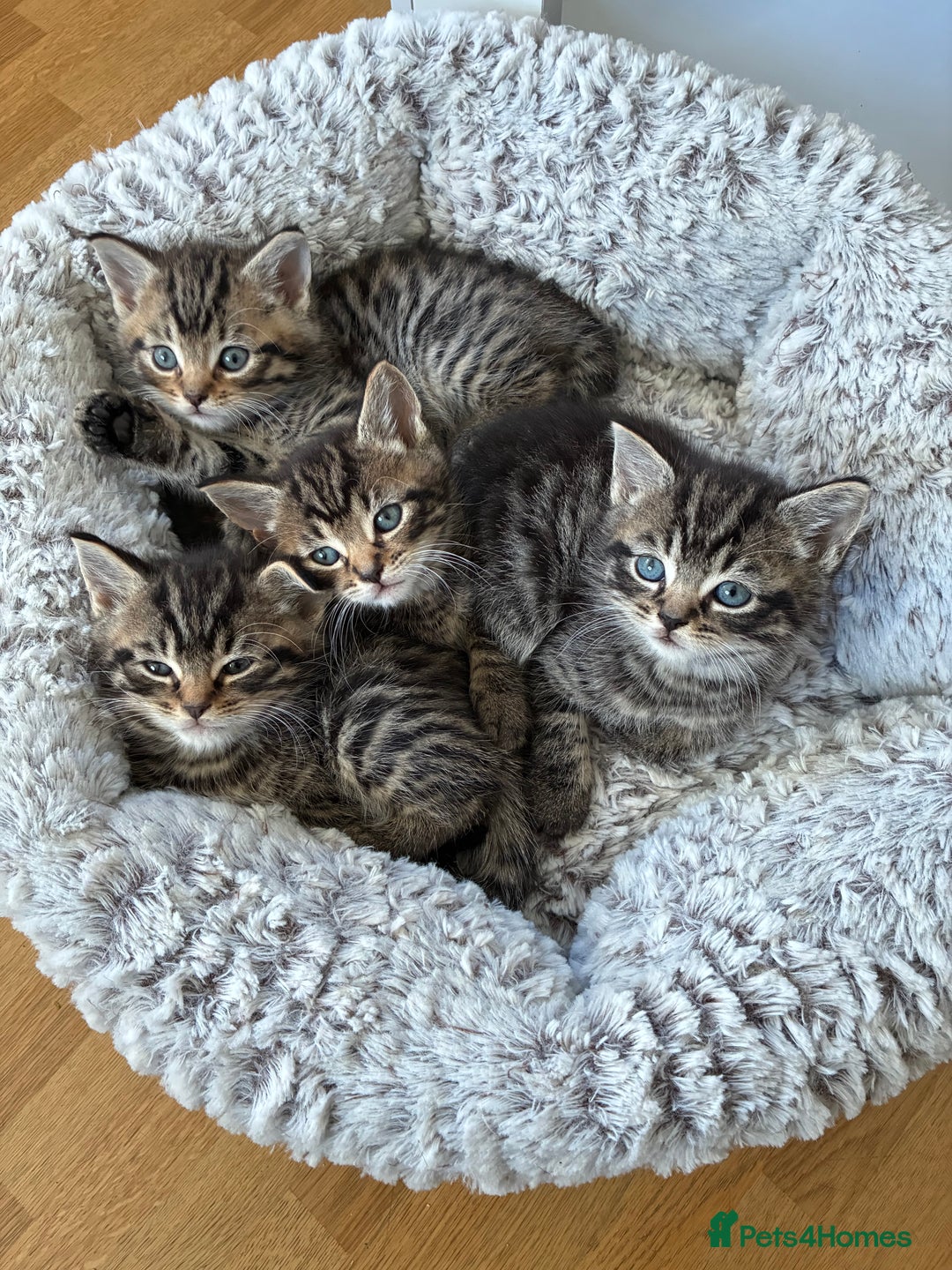 Domestic Shorthair cats for sale: Adorable kitten for sale  - Advert 1