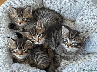 Domestic Shorthair cats Adorable kitten for sale - Advert 3