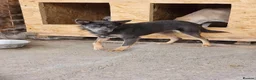 Mixed Breed dogs for adoption: Sheena - Stowmarket Suffolk  in Stowmarket - Advert 12