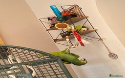 Parrots birds for sale: Blue Amazon parrot - Image 3