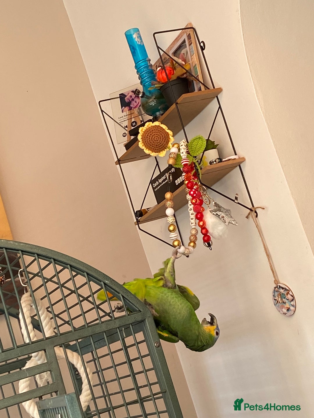 Parrots birds for sale: Blue Amazon parrot - Image 3