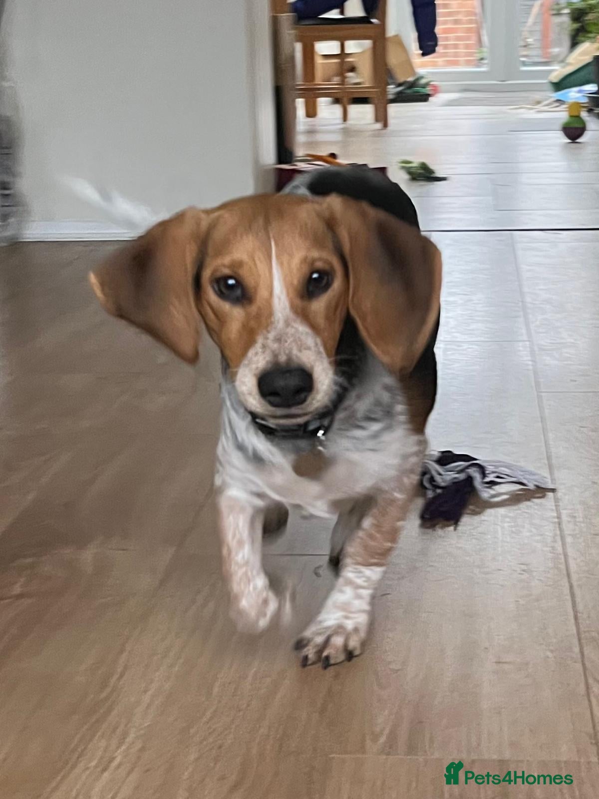 Mixed Breed dogs Adorable Mimi Beagle cross 5 months old - Advert 1
