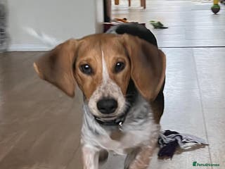 Mixed Breed dogs Adorable Mimi Beagle cross 5 months old - Advert 1