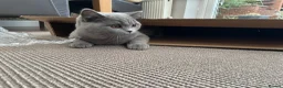 British Shorthair cats for sale: British Shorthair Female 3 yrs old - Advert 14