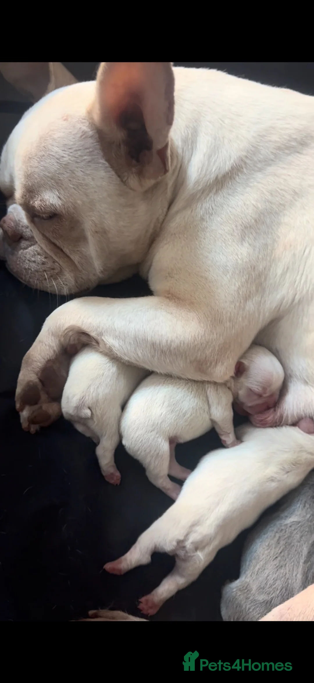 French Bulldog dogs for sale: French bull dog puppies - Advert 1