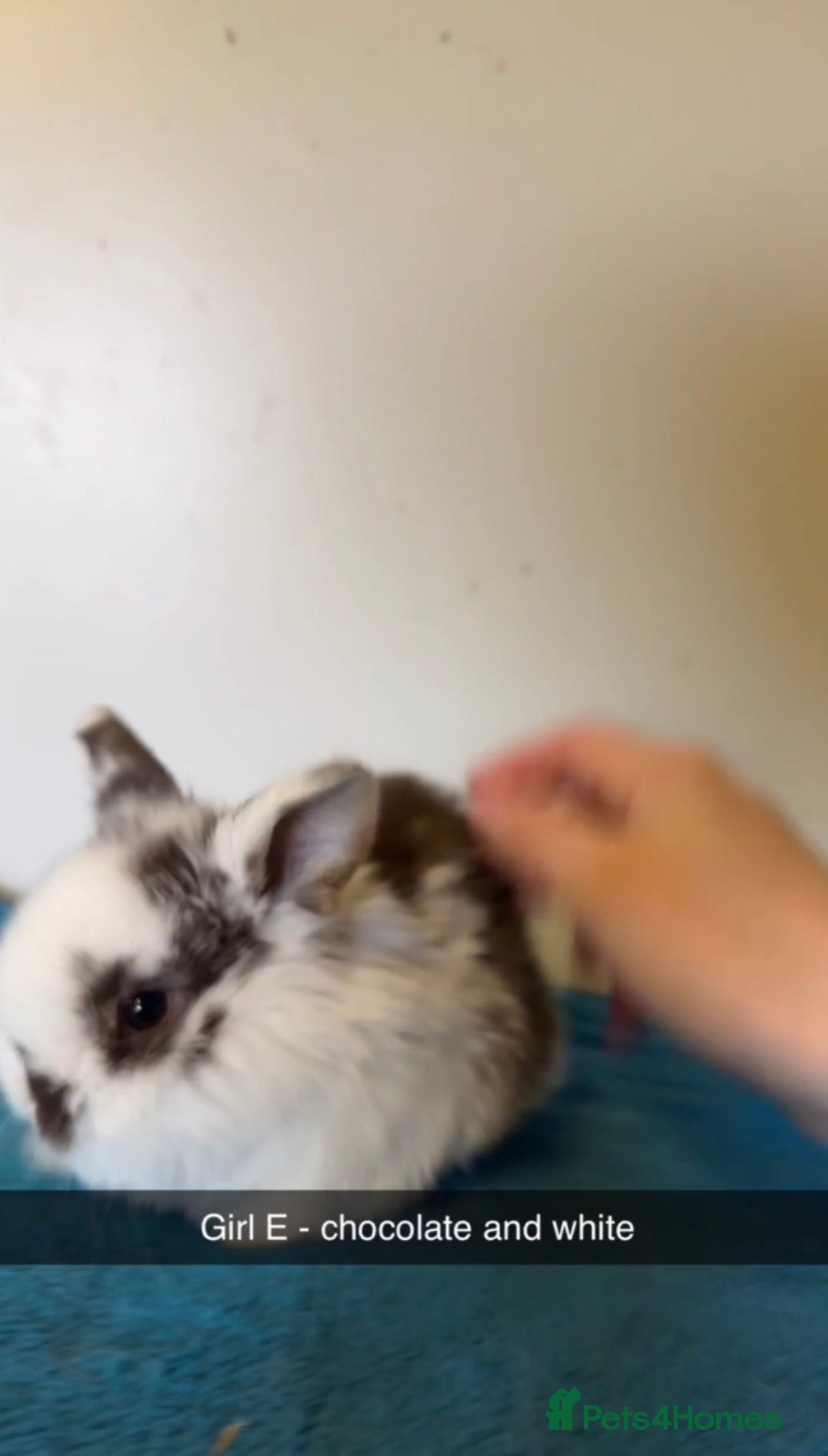 Mini Lop rabbits for sale: Pure mini lops ready to reserve  - Advert 1