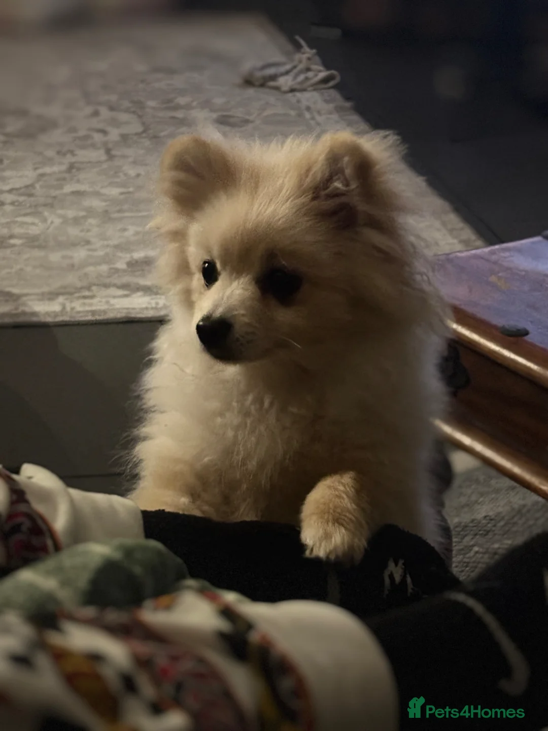 Pomeranian dogs for sale: Dixie beautiful lovely Pomeranian  - Advert 2