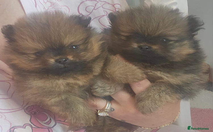 Pomeranian dogs - Advert 16