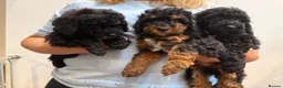 Mixed Breed dogs for sale: Small miniature poodle puppies - Advert 6