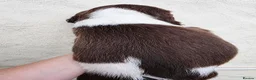 English Springer Spaniel dogs for sale: KC Health Tested, Home Reared 5 ⭐️ Liver Pups - Advert 21