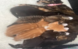 Domestic Shorthair cats for sale: 2 Ginger male kittens available  - Image 14