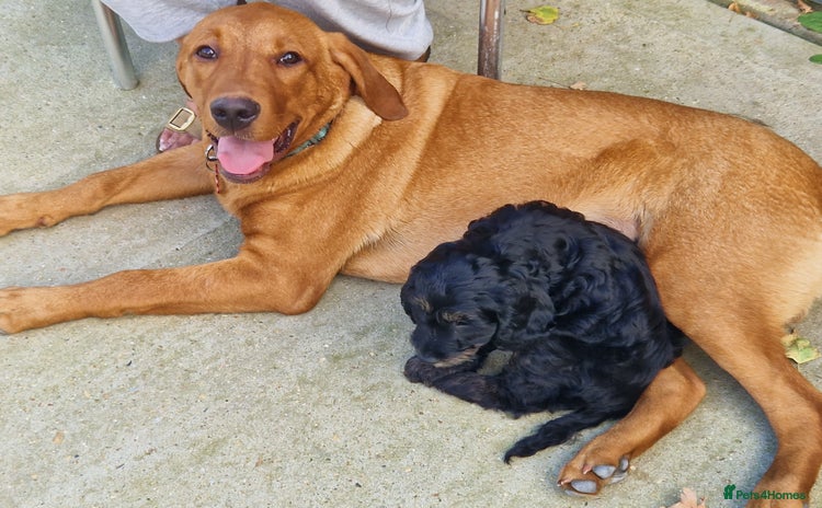 Labrador Retriever dogs - Advert 2