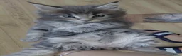 Maine Coon cats for sale: GCCF/TICA Blue/Black Maine Coon Kittens - Advert 12