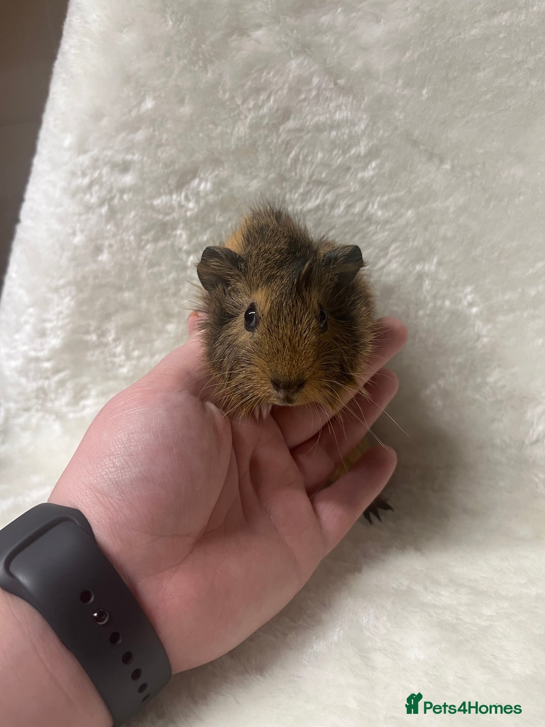 Guinea Pig rodents for sale: Beautiful well handled guinea pig babies - Advert 6