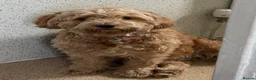 Cockapoo dogs for sale: 6 Gorgeous Cockapoo Puppies Seeking Loving Homes - Advert 4