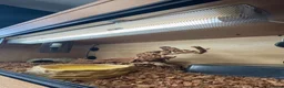 Python Snake reptiles for sale: Complete Setup With Female Royal Python - Advert 9