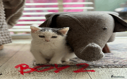 Mixed Breed cats for sale: Lovely kittens - Image 9