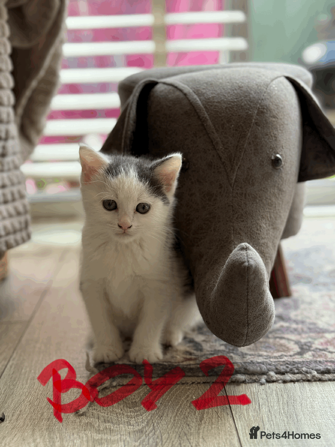 Mixed Breed cats for sale: Lovely kittens - Image 9