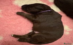 Labradoodle dogs for sale: Stunning Labradoodle Puppies  - Image 6