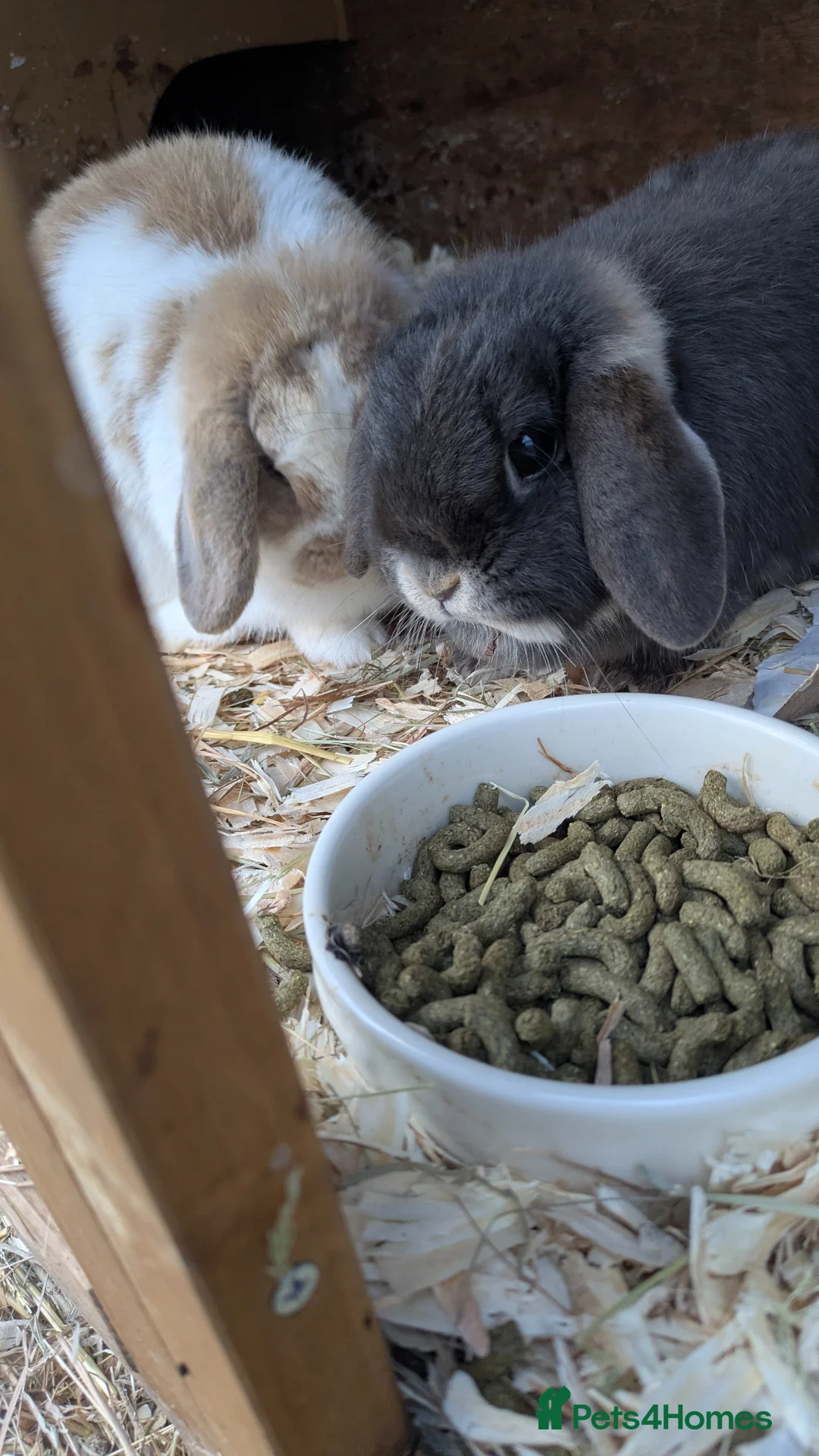 English Lop rabbits for sale: Need rehoming  in Blandford Forum - Advert 1