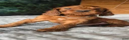 Irish Setter dogs for sale: KC Registered Beautiful Irish Setter Puppies  - Advert 25
