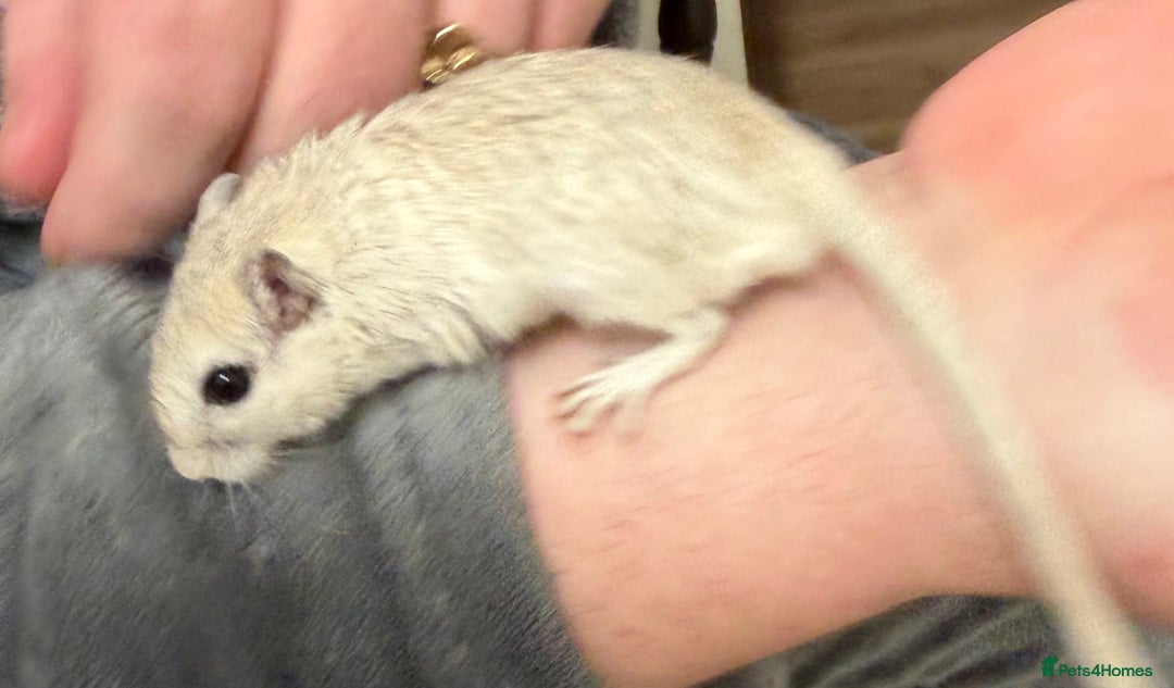 Gerbil rodents for sale: 2 bonded brothers hand tamed - Advert 14