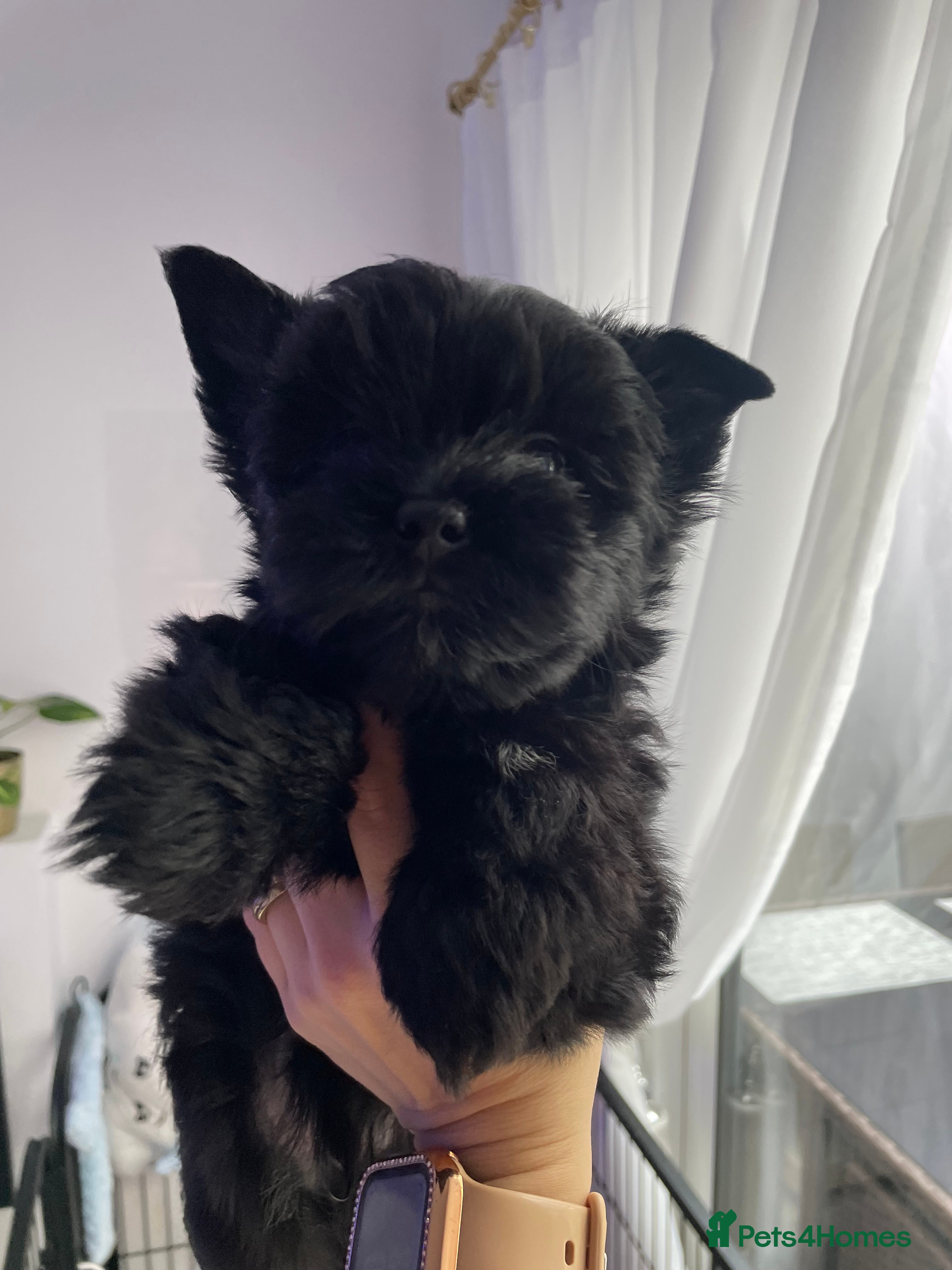 Yorkshire Terrier dogs only 2 left ‼️‼️pedigree yorkshire terrier ‼️‼️ - Advert 1