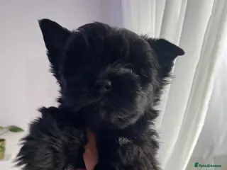 Yorkshire Terrier dogs only 2 left ‼️‼️pedigree yorkshire terrier ‼️‼️ - Advert 1